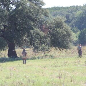 Texas dove hunting