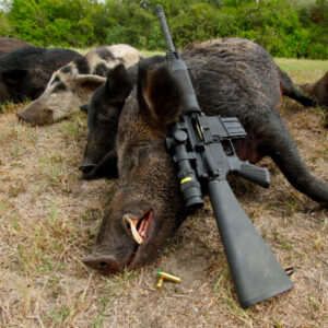 Texas Hog Hunt