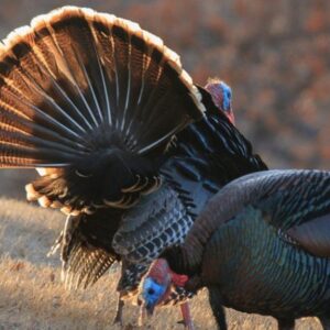 Wild Turkey Hunts