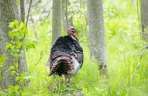 Eastern Wild Turkey