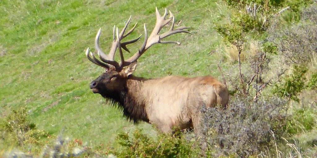 elk hunting new zealand