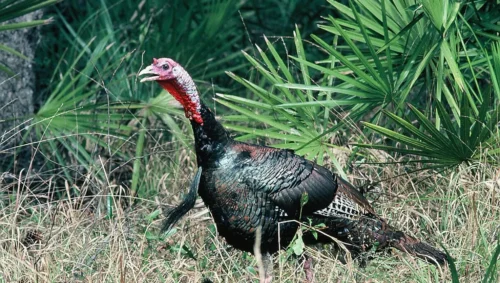 Osceola (the tough Florida finisher)