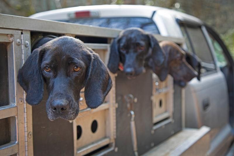 Hunting leopards with dogs