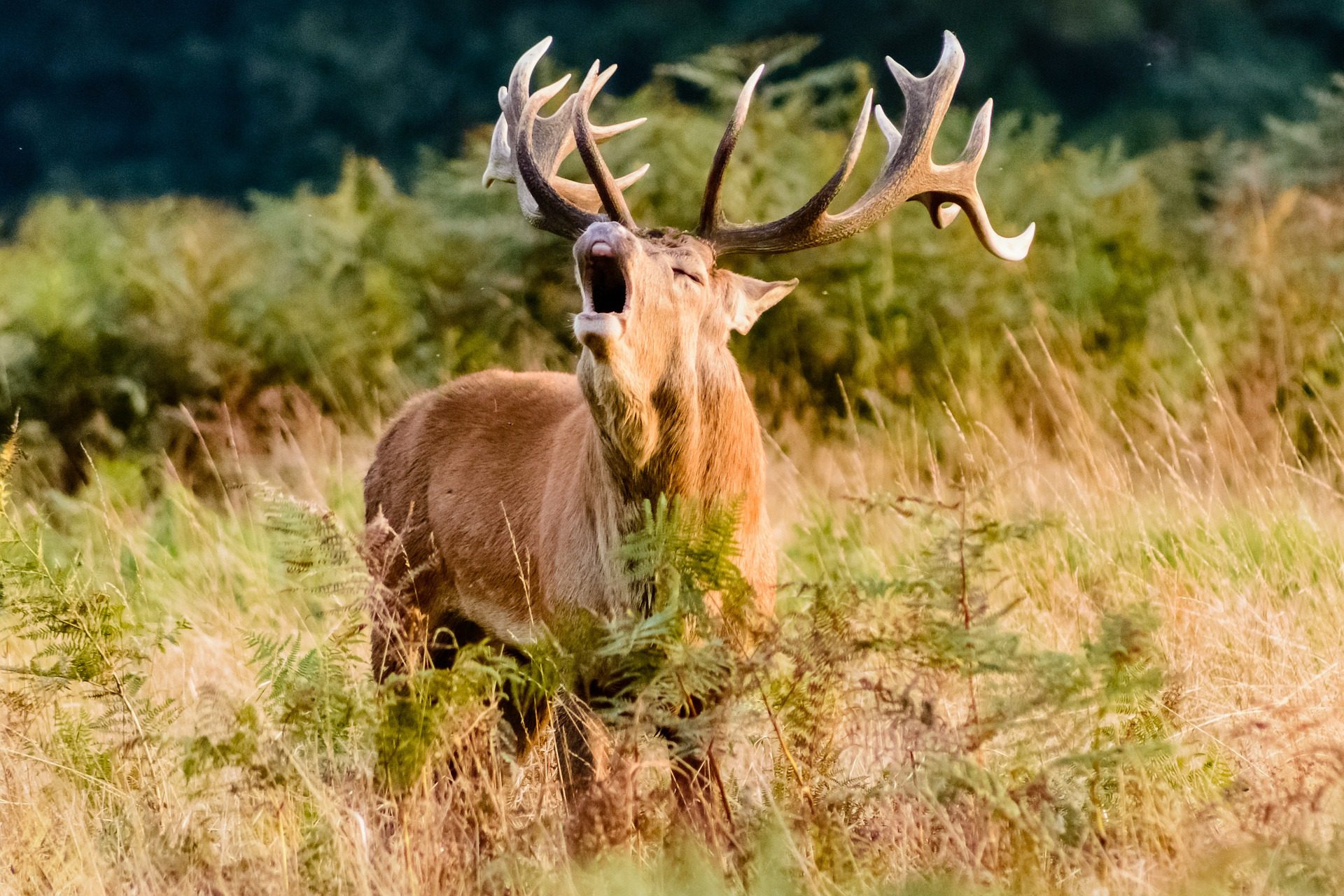 The red stag roar is a magical time.