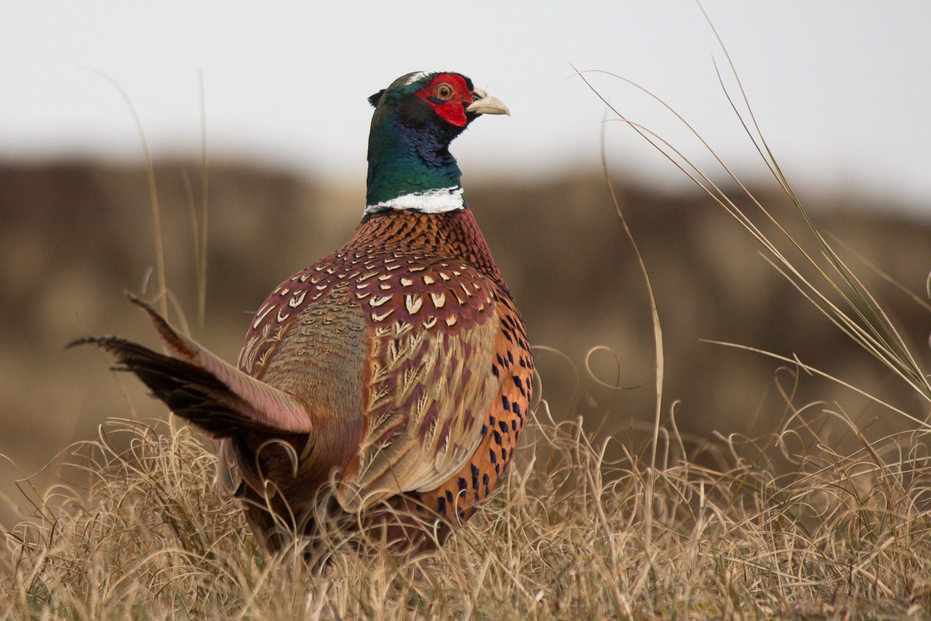 Pheasant Hunting