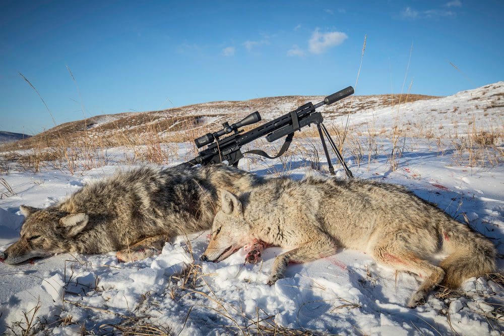 predator decoys