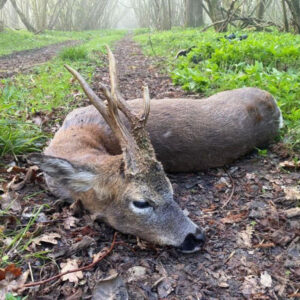 Hunting Roebuck in Hungary