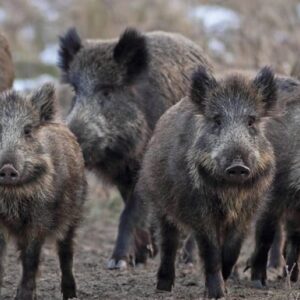 Wild Boar and Peccary Hunts