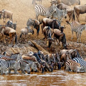 African Plains Game