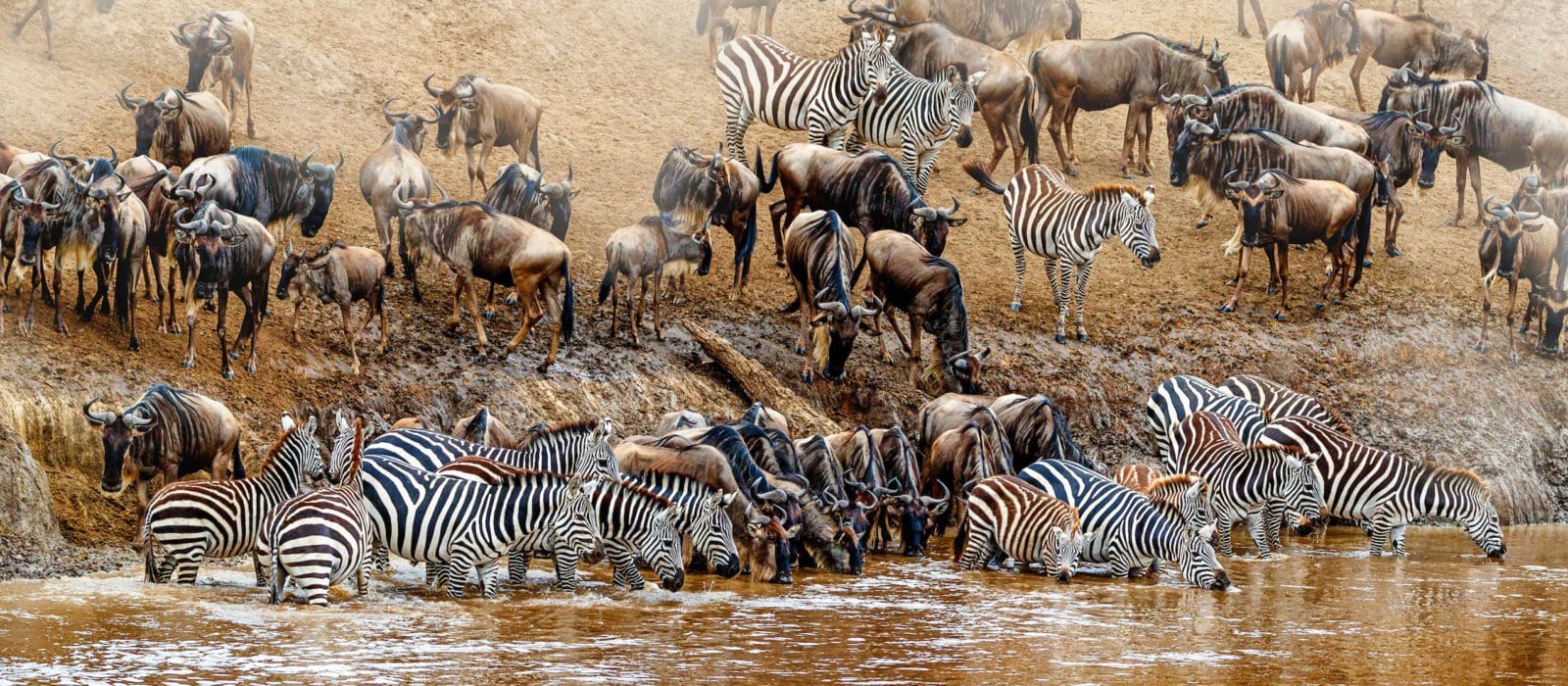 The great wildebeest migration