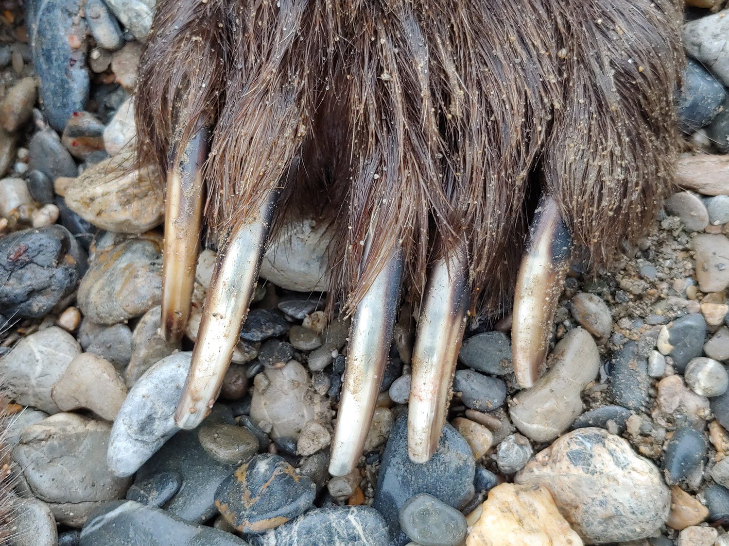 grizzly bear claws