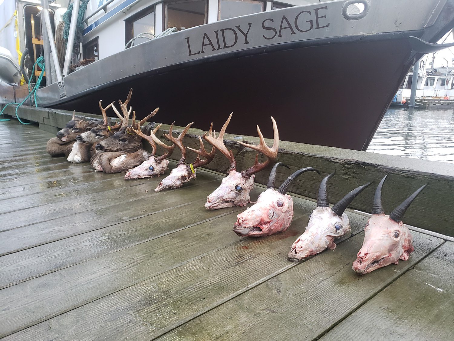 Alaska Boat-Based Combo  5 Day Blacktailed Deer, Sea-Ducks, & Saltwater  Fishing trip - HuntAnywhere