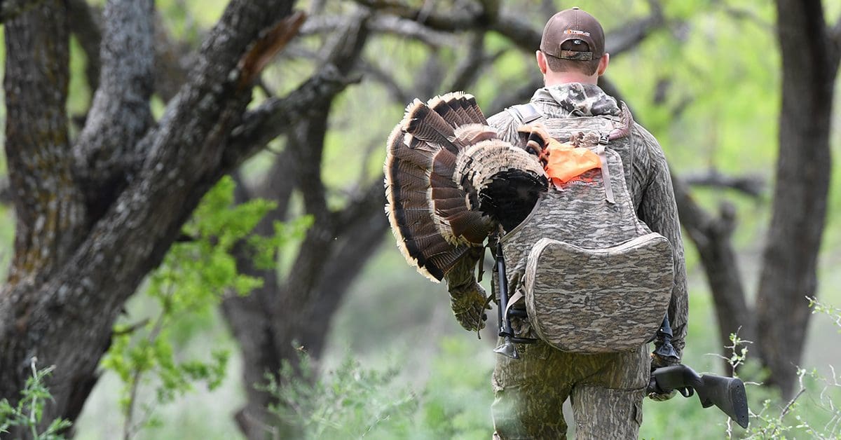 Turkey hunter packing out a gobbler