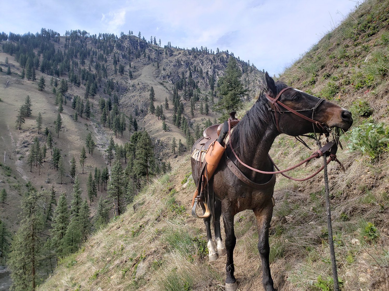Hunting from horseback