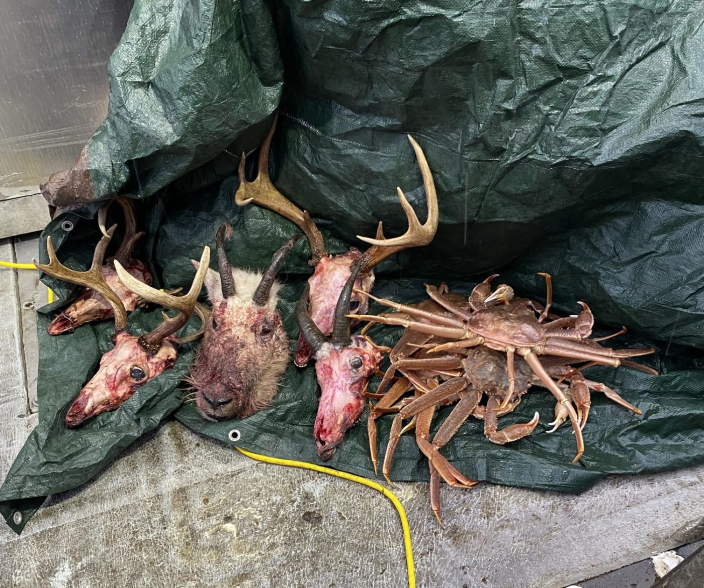 DIY Sitka blacktail mountain goat hunt on Kodiak Island