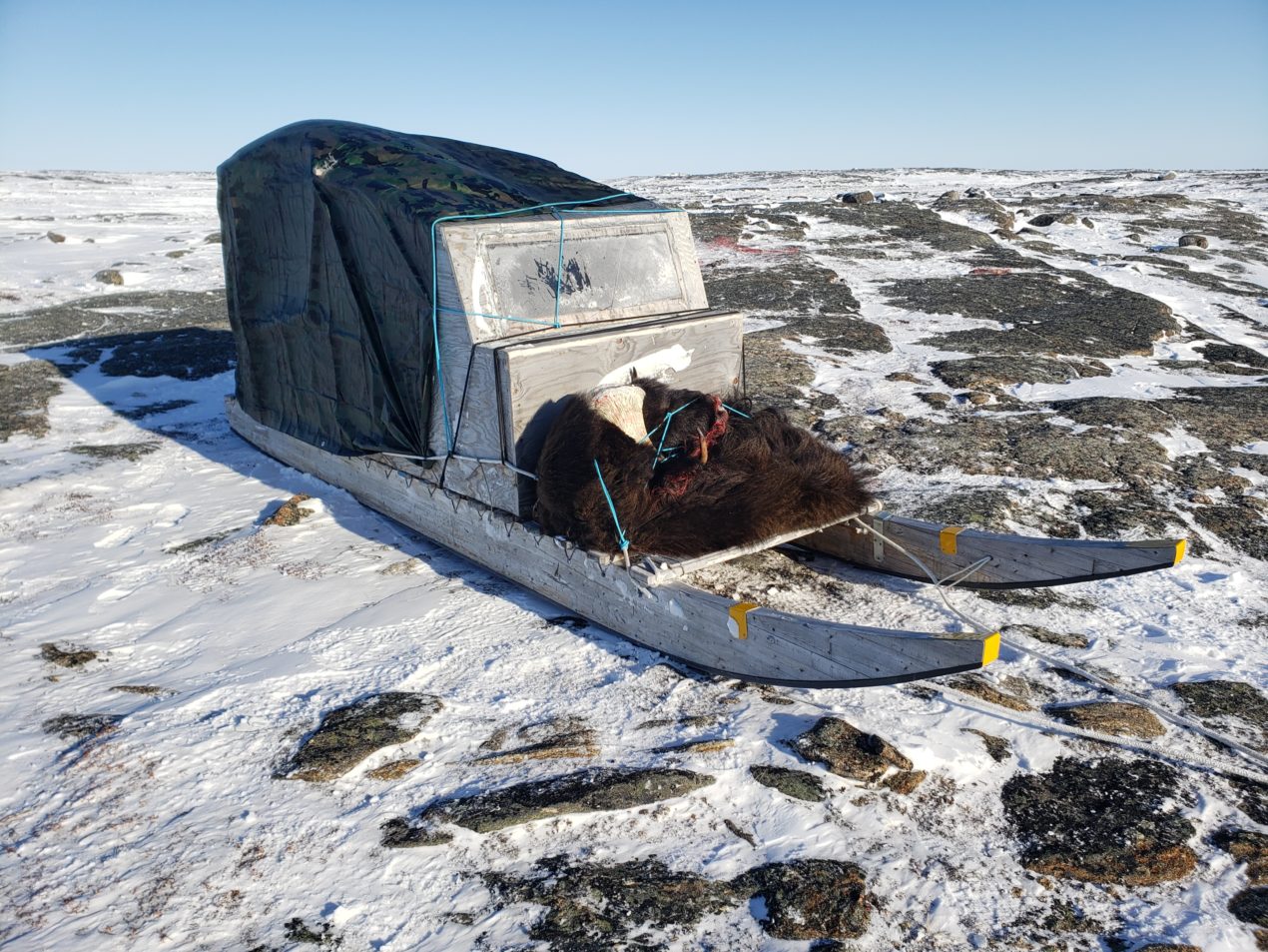 Muskox Sled CNO1 » Outdoors International My guide was very understanding of wanting to take the best pictures possible and soaking up the moment.
