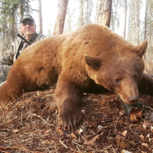 Alberta bear hunt