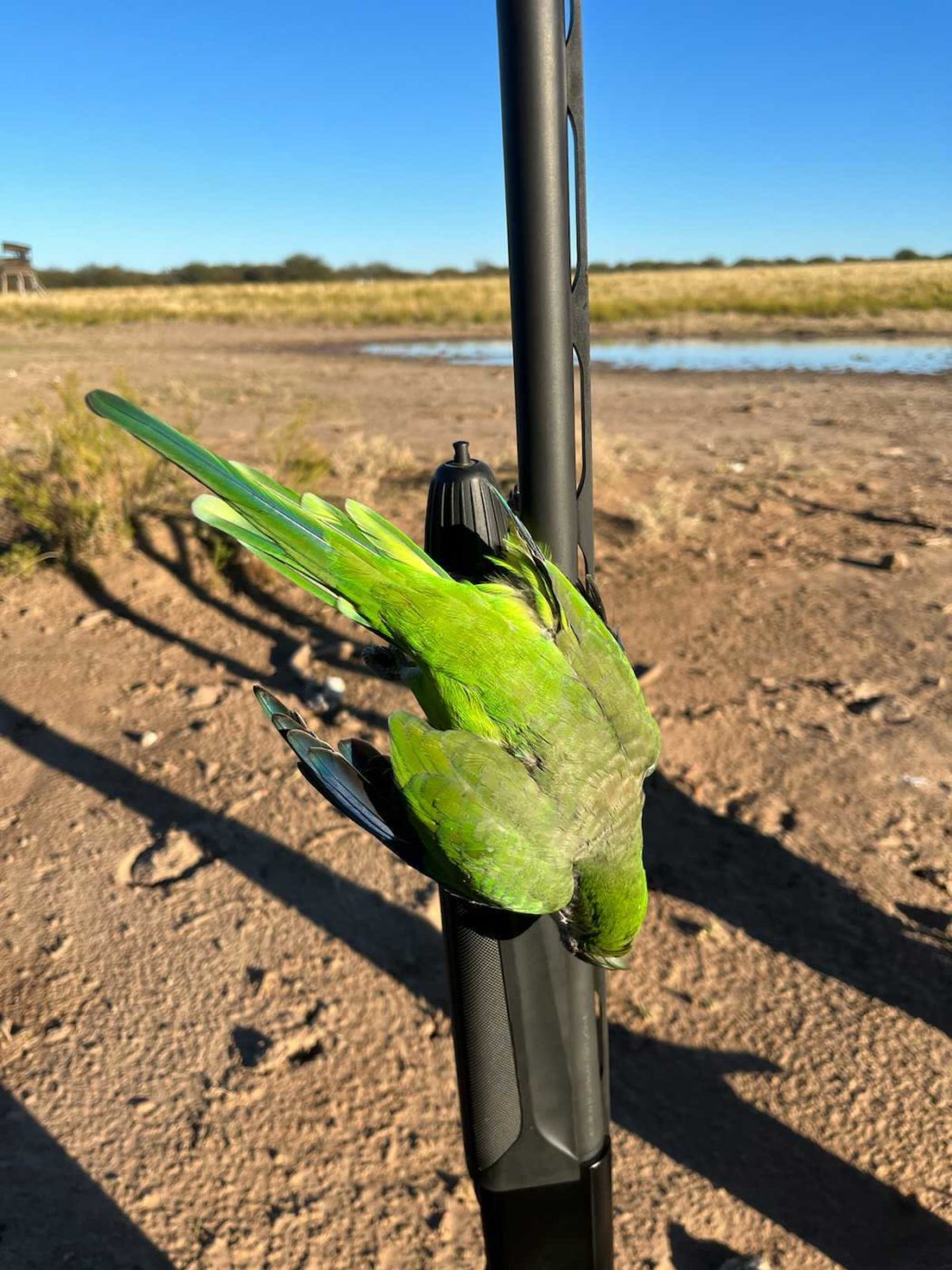 Argentina parrot hunting