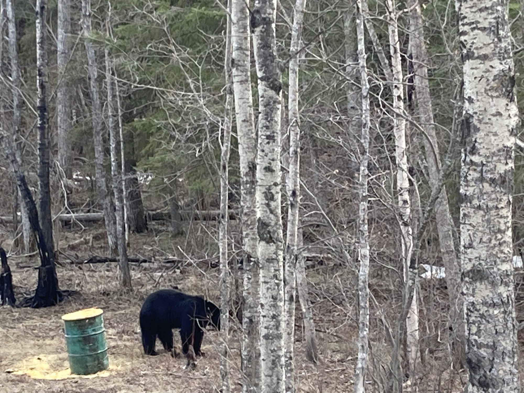 The bait barrel was about 45 yards from us and when the bear arrived at the barrel, I saw that he was as large as the barrel on all fours.