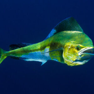 Dorado (Mahi-Mahi)