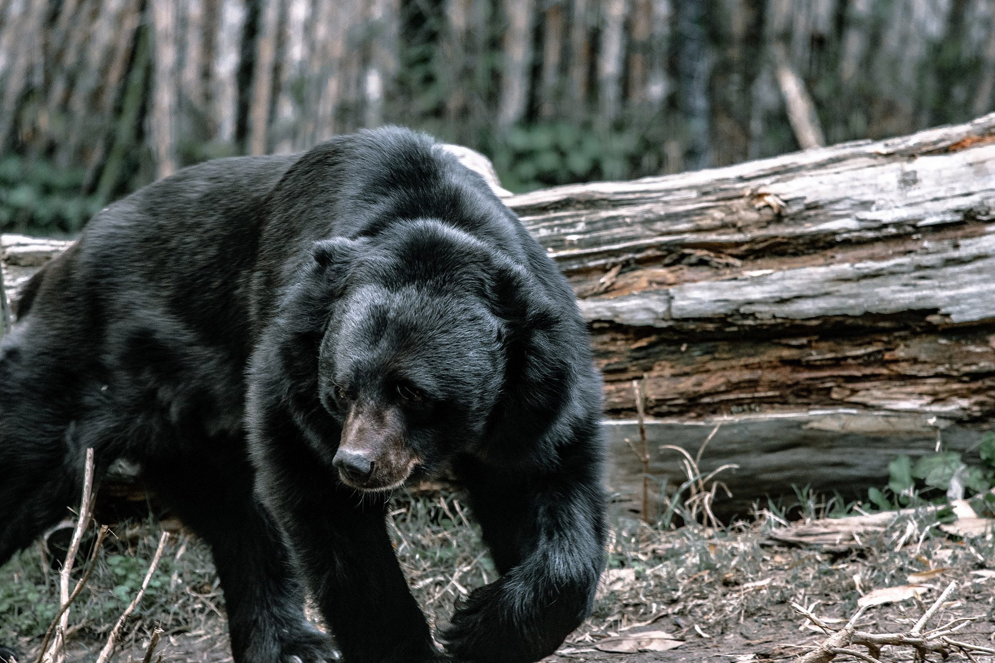 Hunting during the black bear rut