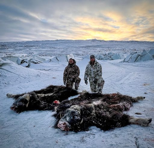 Muskox hunting in Greenland