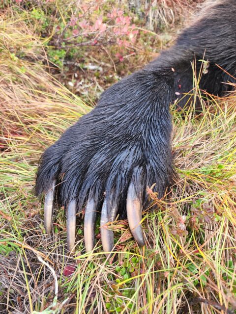 Grizzly claws