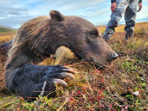 A great Arctic grizzly