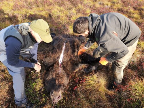 skinning a grizzly bear