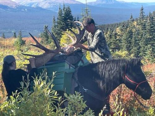 Packing out a moose on horses