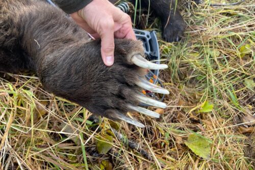 Barry Cook Client Alaska Grizzly Bear Archery 2022 RAA Claws » Outdoors International Awesome huge claws on this grizzly bear.