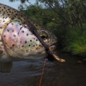 Mousing for trout