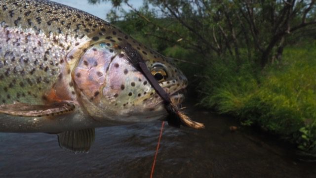 The Wonderful Brook Trout – Caribou Gear Outdoor Equipment Company