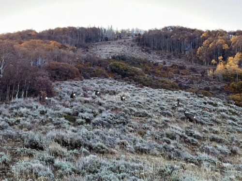 A herd of mule deer moving up a ridge.