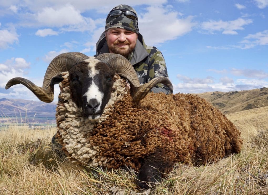 Arapawa rams make a perfect add-on to your big game hunt in New Zealand.
