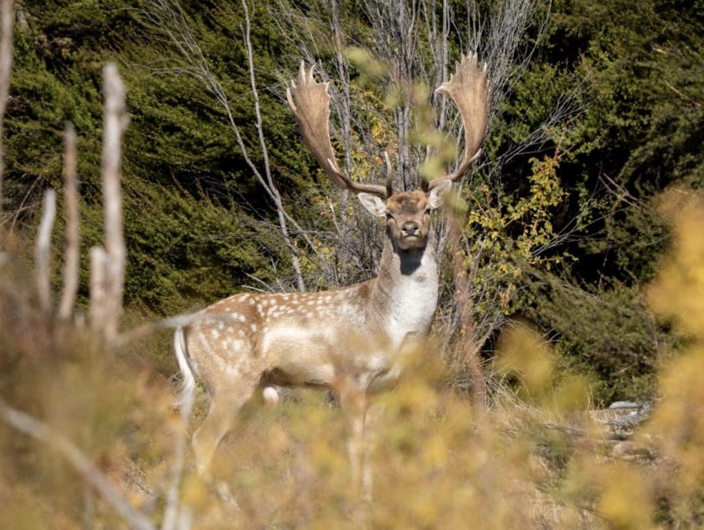 Among the most popular New Zealand big game animals, Fallow here are largely from Danish descent and have flourished since they were introduced in 1860.