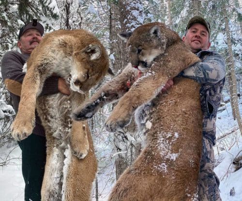 Idaho Mountain Lion 2022 Client Bryan Clendenen Feartured BHON copy » Outdoors International aho Mountain Lion Hunt Report by Bryan Clendenen