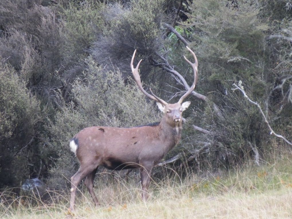 The Sika deer were first released in 1905 and continue to hold a substantial population. The North Island has arguably the best free range Sika hunting in New Zealand.