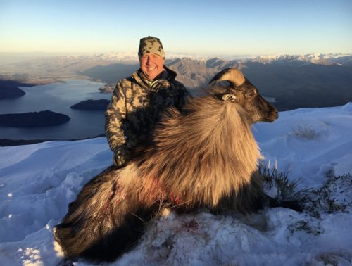 The mighty tahr is a prized mountain trophy in the Southern Alps of New Zealand.