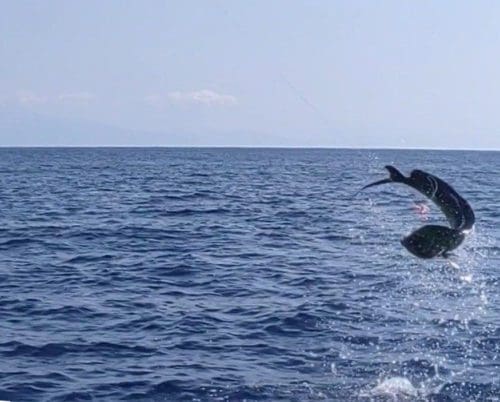 Dorado can put up one heck of a fight!