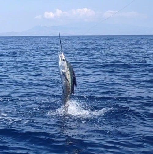 Mexico Sailfish Fighting Offshore Fishing BLT 2023 » Outdoors International The highlight of this last trip was when my wife and I doubled up on sailfish the last day.