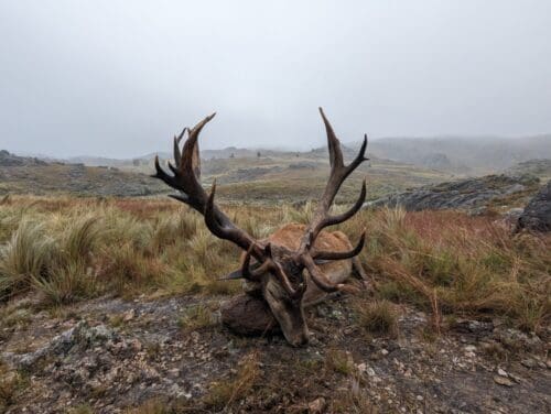 Marcus Peterson Client Argentina Red Stag » Outdoors International A great Argentina stag