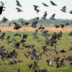 The dove we pursue in Argentina and Uruguay is the eared dove, a fast-flying cousin of North America’s Mourning dove—the bird that made “dove hunting” popular in the first place.