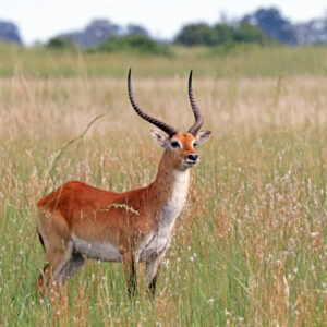 Lechwe Hunts