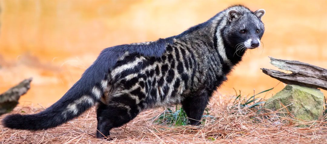 Civet Cat Hunts are usually a nighttime affair.