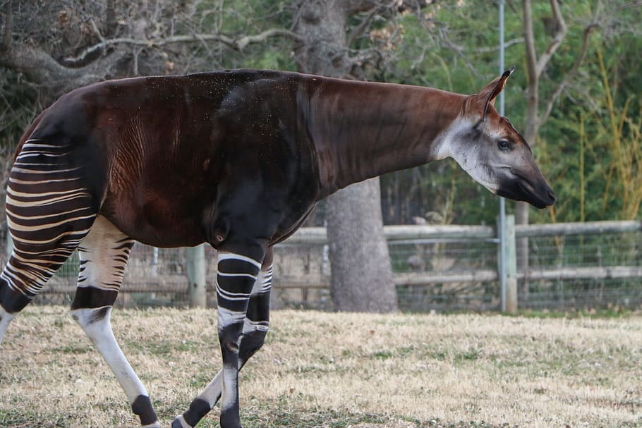 okapi » Outdoors International Okapi