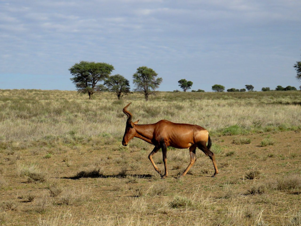 Red Hartebeest Hunts