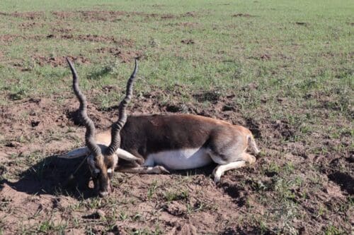 Argentina blackbuck client Chris Payne » Outdoors International