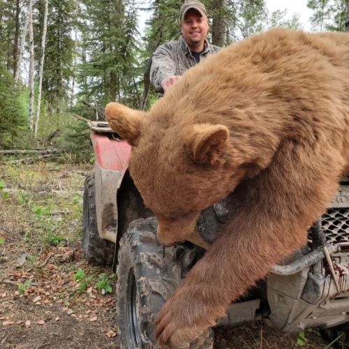 Beautiful color phase bear