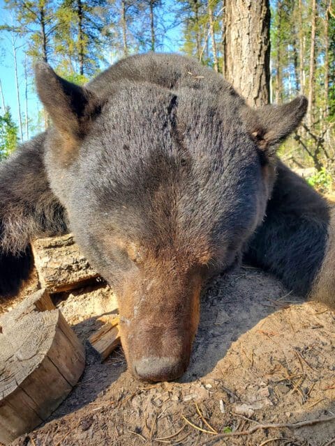 Big feet on this trophy Alberta black bear